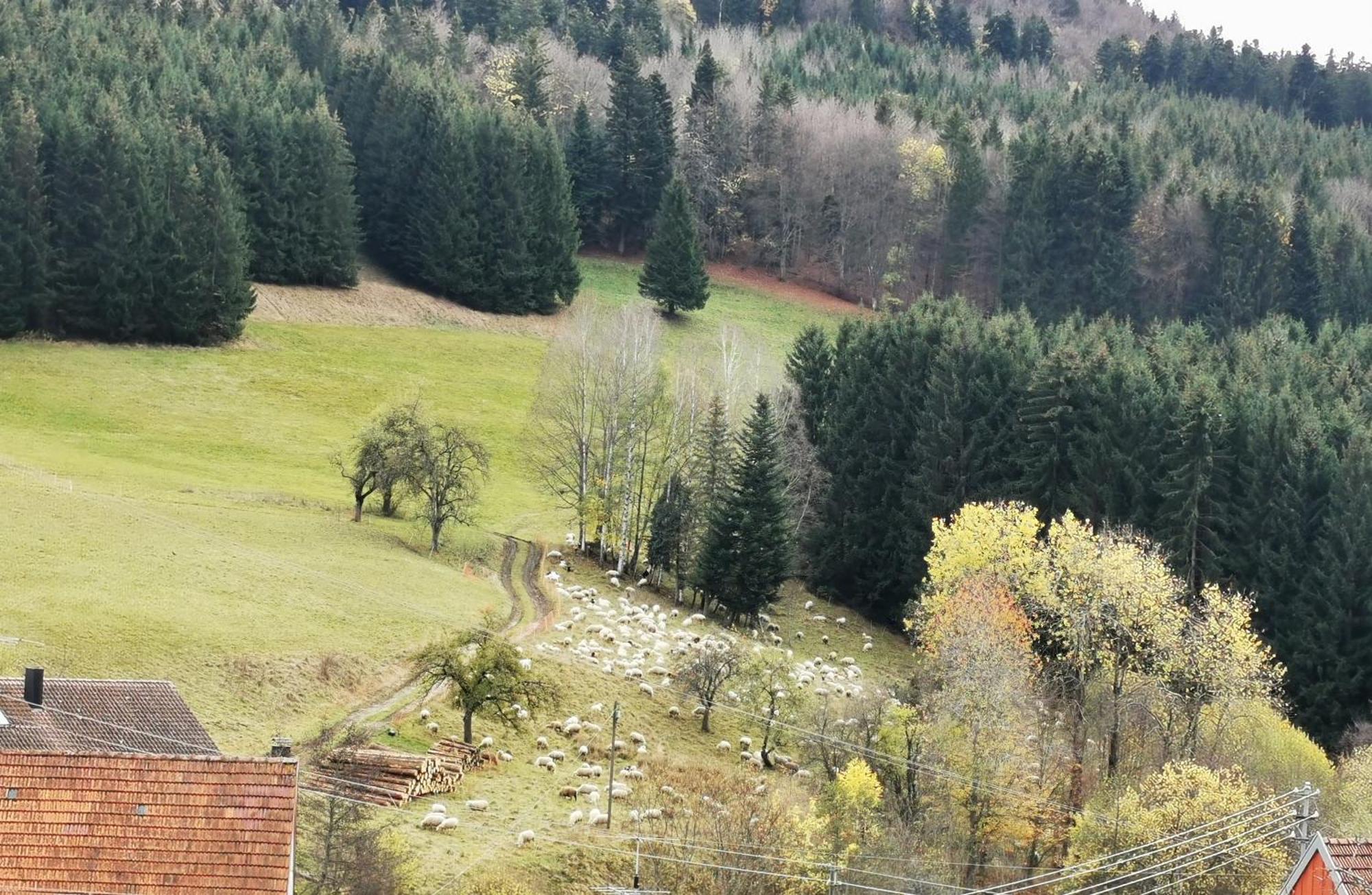 Ferienwohnung Blick Rappenstein Hausen am Tann Екстер'єр фото